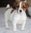  Cute jack Russell puppies for adoption